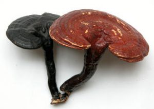 fungo reishi