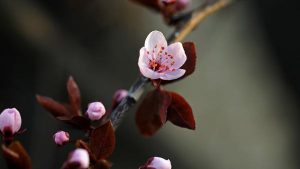 foto-fiori-rosa_578609526
