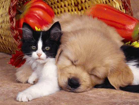 meglio cane o gatto