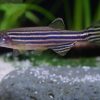 pesce zebrafish