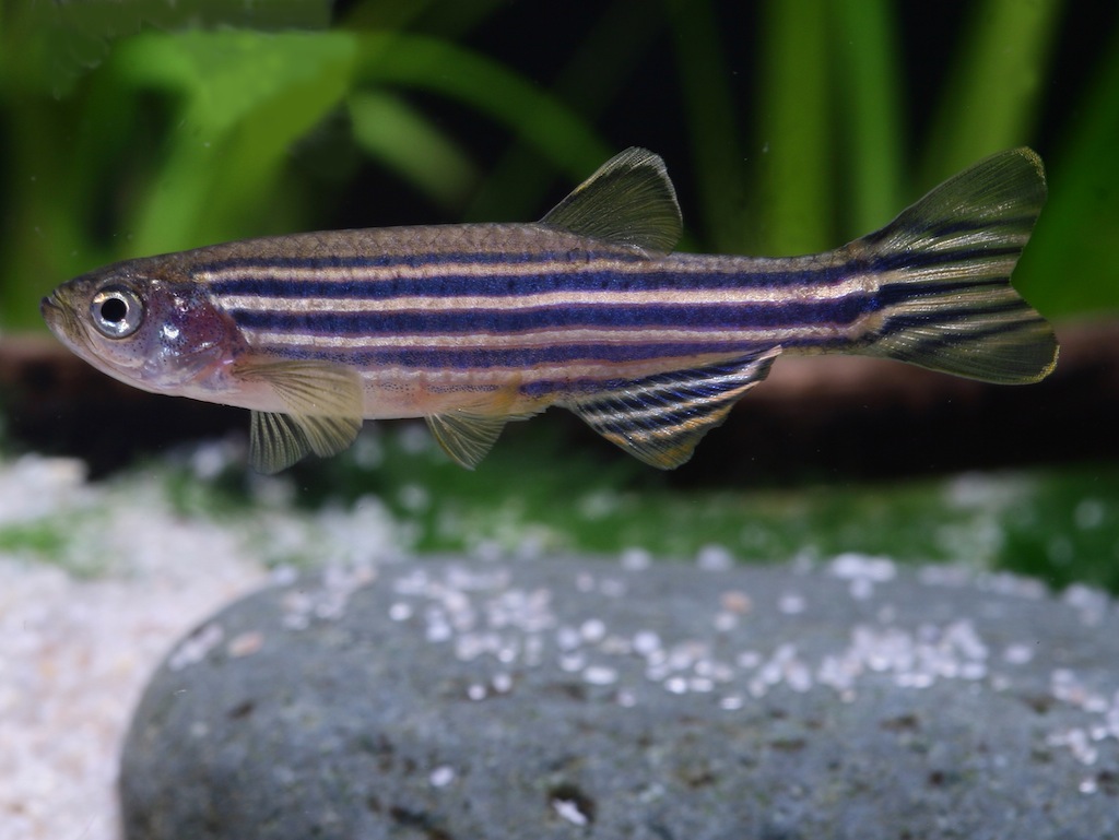 pesce zebrafish
