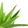 aloe vera usi