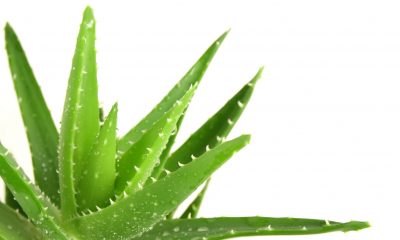 aloe vera usi