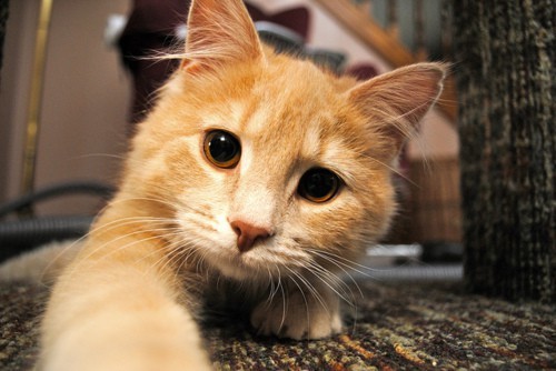 gatto stressato