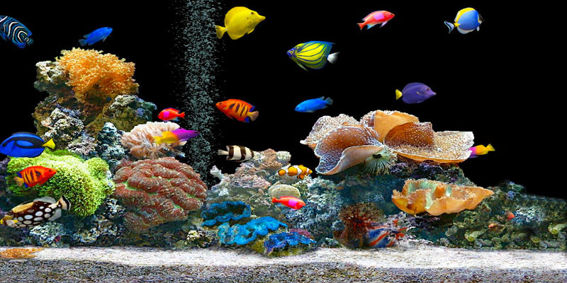 OPTI-ACQUA-AM-017_acquario01