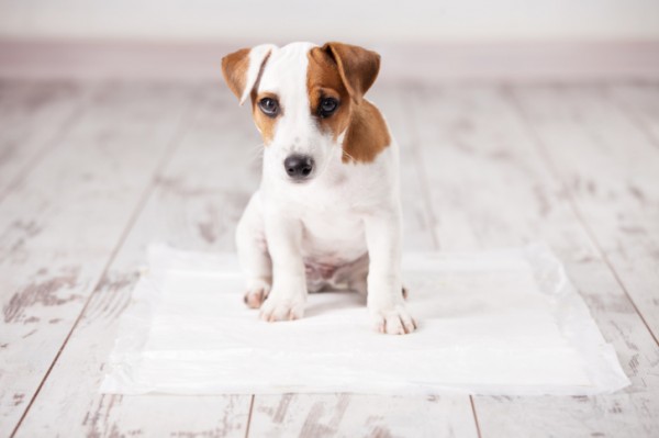cucciolo-di-cane-su-tappetino-assorbente-e1448221453656