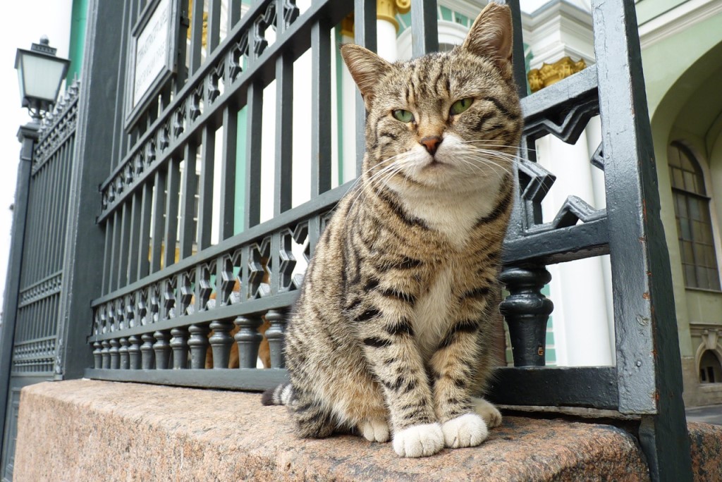 Curiosità: Ermitage, i gatti custodi