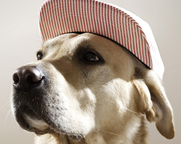 the-chimp-store-leeds-chimptown-dogs-look-book-cover