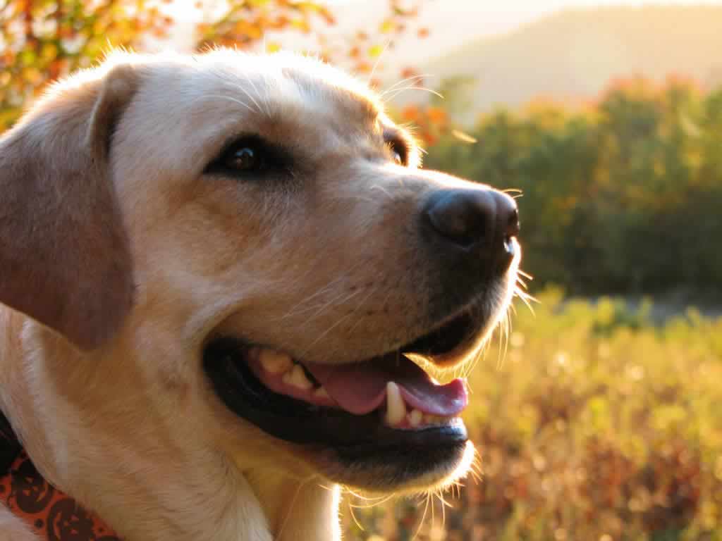 cane_dog