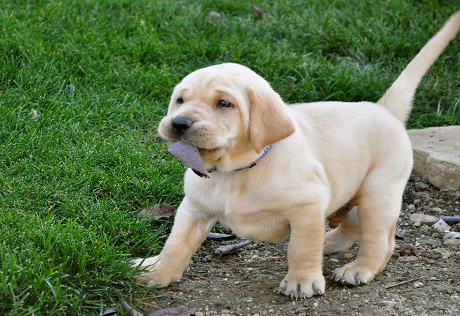 cucciolo-labrador