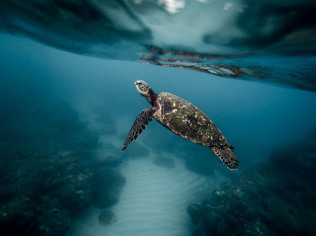 tartarughe acquatiche ipovitaminosi a